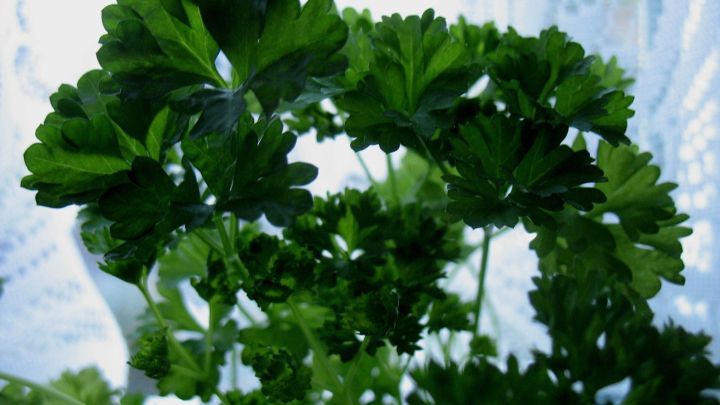 Frische Petersilie w&auml;chst &uuml;ppig im Sonnenlicht, bereit zur Verwendung als aromatisches K&uuml;chengew&uuml;rz in der K&uuml;che.