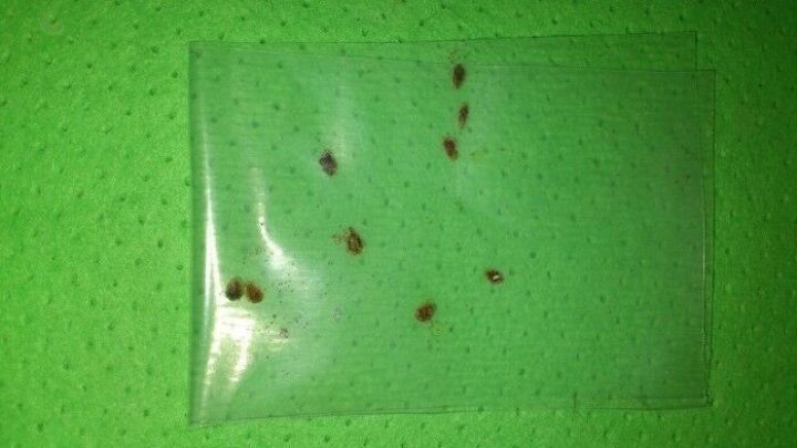 Kleine, braune Schildl&auml;use liegen in einem durchsichtigen Beutel auf einem gr&uuml;nen Untergrund, bereit zur Bek&auml;mpfung.