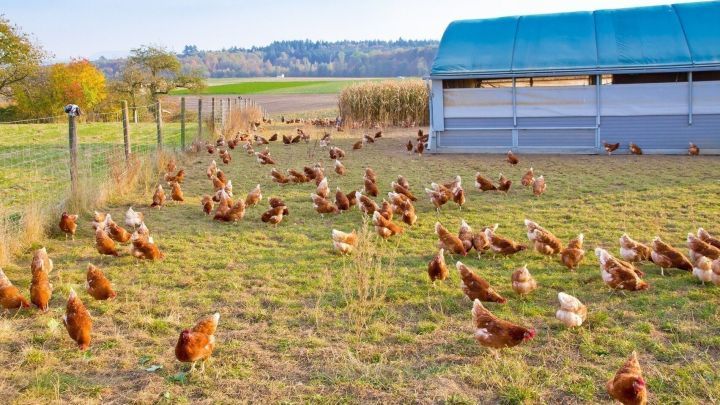 H&uuml;hner bewegen sich frei auf einer Wiese neben einem Stall, genie&szlig;en den Platz und ruhige l&auml;ndliche Umgebung.