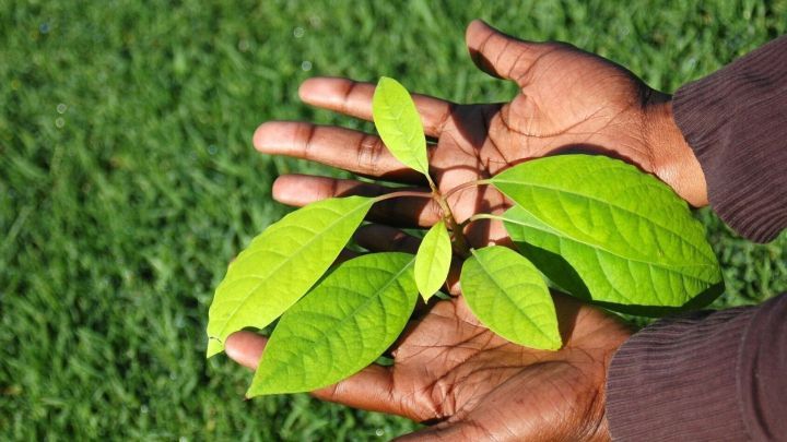 Eine Person h&auml;lt eine junge Avocado-Pflanze mit gr&uuml;nen Bl&auml;ttern, w&auml;hrend sie auf gr&uuml;nem Gras steht.
