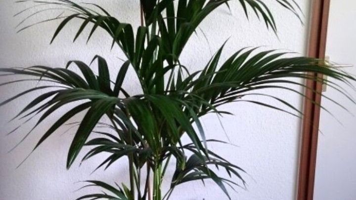 Eine gro&szlig;e gr&uuml;ne Pflanzenbl&auml;tter stehen auf einem Holzfu&szlig;boden, umgeben von einer hellen Wand und einem Gem&auml;lde.