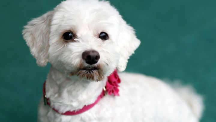 Der einheitliche Hintergrund erm&ouml;glicht es dem Betrachter, sich auf das Wesentliche zu konzentrieren.