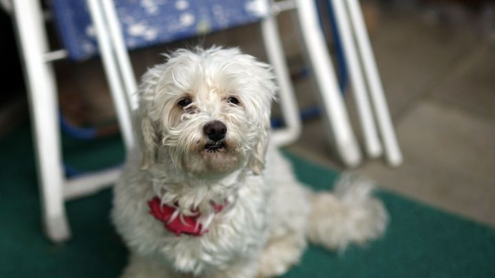 Hier ist zu viel Unruhe im Hintergrund, so dass vom eigentlichen Motiv abgelenkt wird.