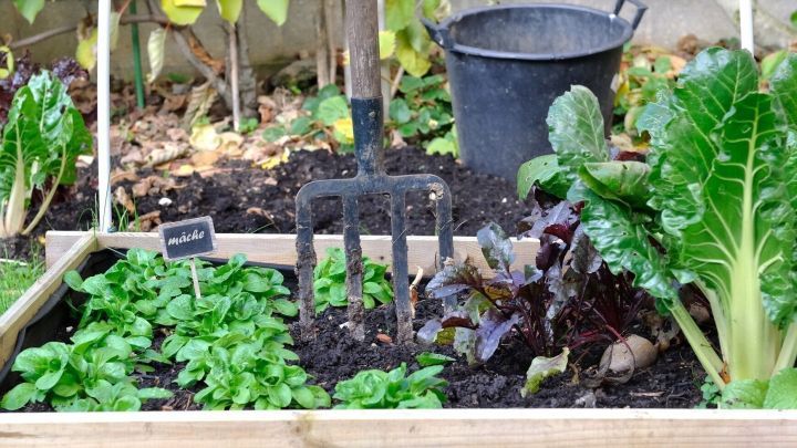 Ein bepflanztes Beet zeigt eine Forke zwischen verschiedenen Pflanzen. Im Hintergrund befindet sich ein Eimer in einem Garten.