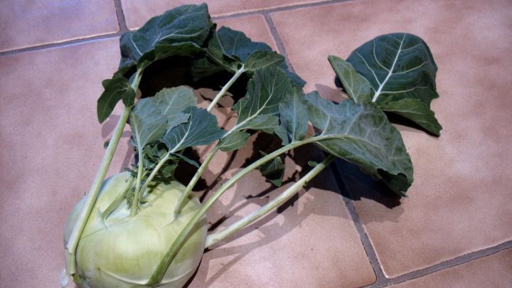 Ein Kohlrabi mit frischen Bl&auml;ttern liegt auf einem Fliesenboden und zeigt die verwertbaren Teile des Gem&uuml;ses.