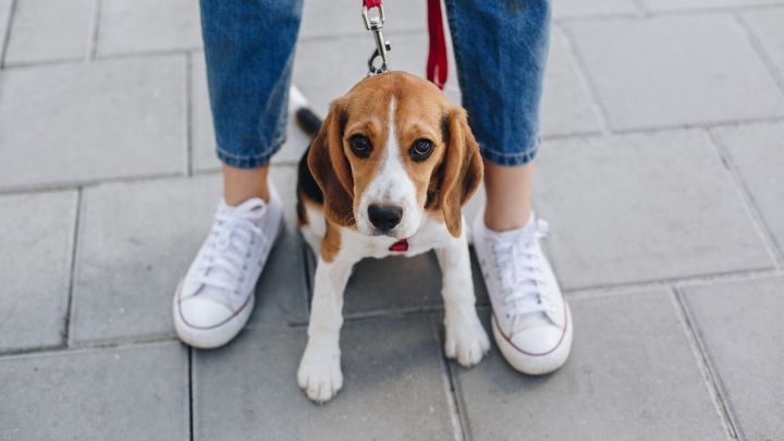 Ein Beagle sitzt an der Leine zwischen den Beinen einer Person, die in l&auml;ssigen Jeans und Sneakers steht.
