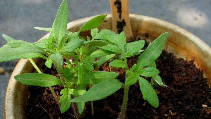 Junge Tomaten-Stecklinge wachsen in einem Blumentopf, gekennzeichnet mit einem Holzschild f&uuml;r die Sorte "Mini-Tiger".