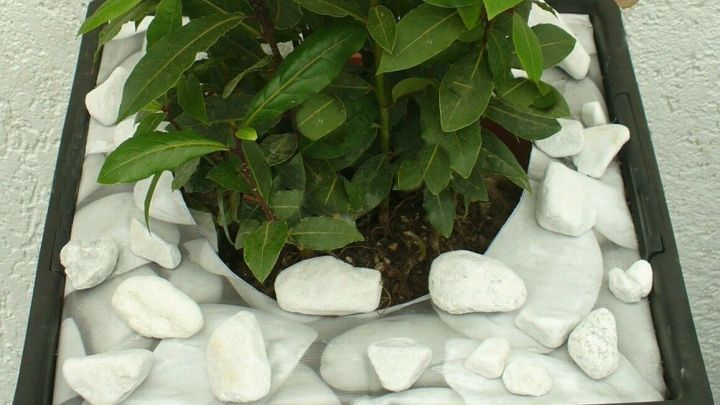 Ein gro&szlig;er Blumentopf mit einer Pflanze in der Mitte, dekorativ umgeben von wei&szlig;en Kiessteinen, die den Leerraum ausf&uuml;llen.