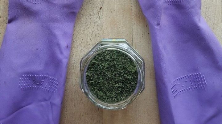Getrocknete Brennnesselbl&auml;tter liegen in einem Glas, w&auml;hrend lila Gummihandschuhe bereit zum Zerreiben sind.