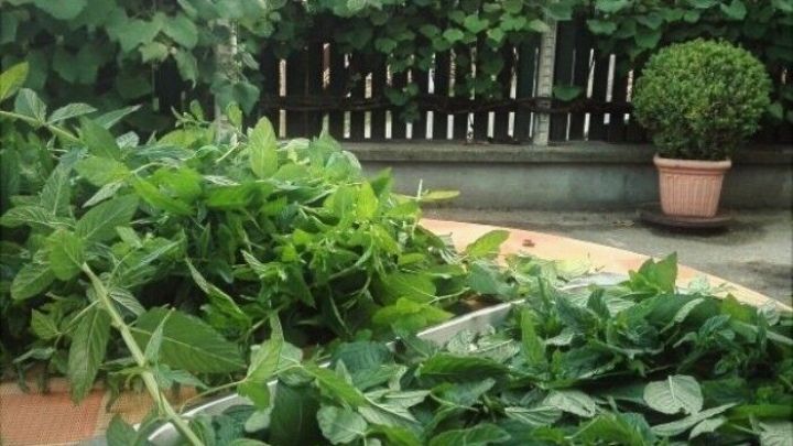 Frische Kr&auml;uter liegen auf einem Tisch, w&auml;hrend sie im Garten sanft zum Trocknen vorbereitet werden, um Aroma zu bewahren.