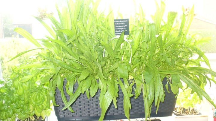 Eine gro&szlig;e Kiste mit frischem Salat w&auml;chst am K&uuml;chenfenster und bietet erntefertige, gesunde Zutaten.