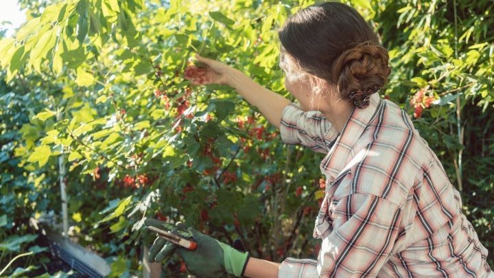 Eine Frau erntet ohne R&uuml;ckenschmerzen Johannisbeeren in einem gr&uuml;nen Garten mit Str&auml;uchern im Hintergrund.
