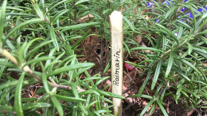 Ein Kr&auml;uterschild aus einem Stock steht in einem Beet mit frischem Rosmarin und weist den Namen "Rosmarin" aus.