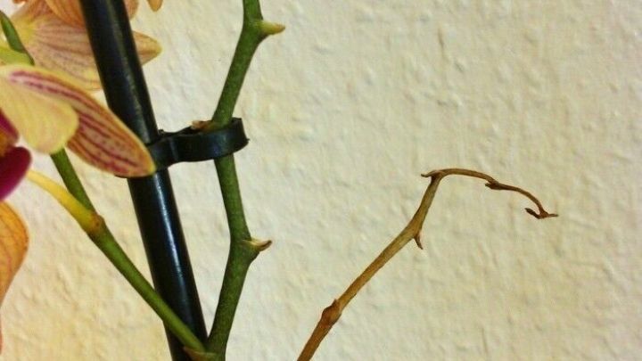 Eine Orchidee mit bl&uuml;henden Trieben steht aufrecht in einem Raum, umgeben von heller Wandfarbe, und zeigt neue Bl&uuml;ten.