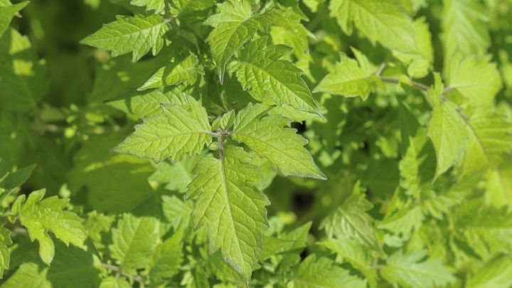 Gr&uuml;ne Tomatenbl&auml;tter sind dicht beieinander im Garten zu sehen, ideal f&uuml;r das Vertreiben von Ameisen.
