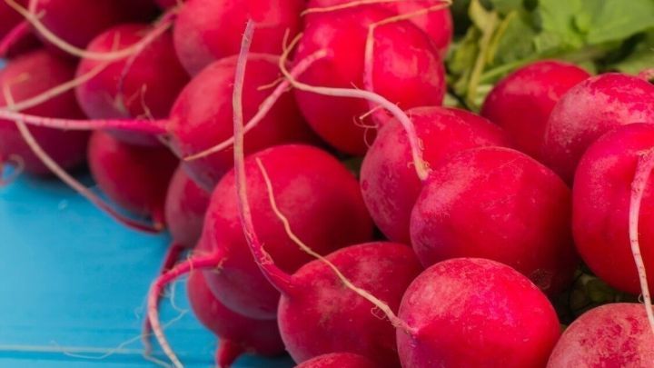 Radieschen liegen frisch auf einer blauen Holzoberfl&auml;che, umgeben von gr&uuml;nen Bl&auml;ttern, die ihre Knackigkeit betonen.