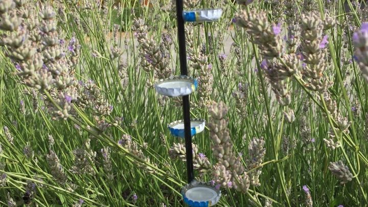 Eine Insektentr&auml;nke steht in einem Lavendelfeld, mit kleinen Schalen, die Wasser f&uuml;r Insekten anbieten.