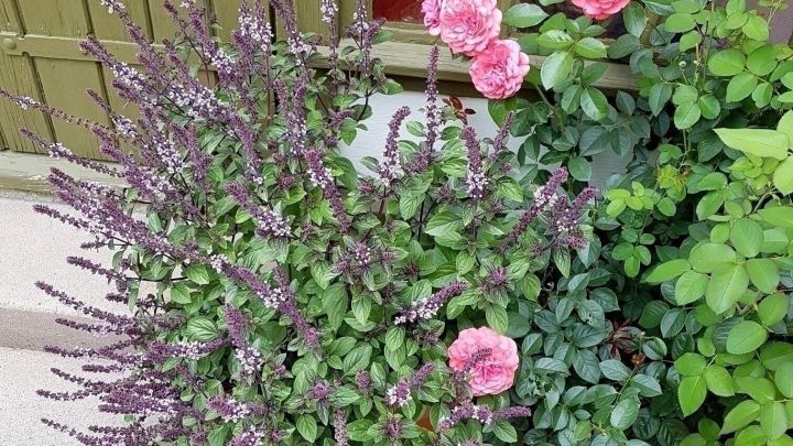 Strauchbasilikum bl&uuml;ht pr&auml;chtig neben rosa Blumen, umgeben von einer Terrasse und einer gr&uuml;nen Wand.