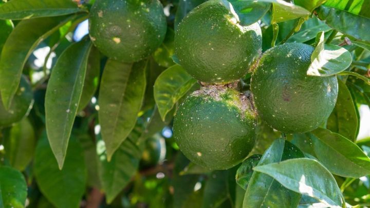 Saftige, gr&uuml;ne Fr&uuml;chte h&auml;ngen von einem Baum, w&auml;hrend Wachsl&auml;use sch&auml;digen und die Bl&auml;tter umgeben.