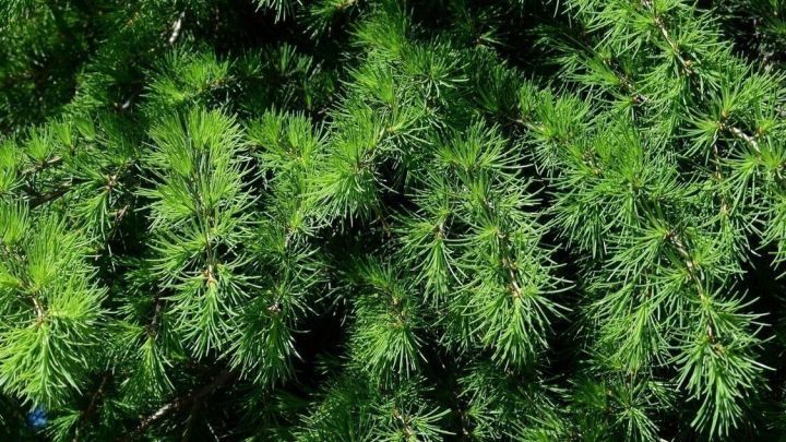 Dichte, gr&uuml;ne Zweige einer Zeder zeigen ihre frischen Nadeln, die in der Bl&uuml;tezeit Allergikern Probleme bereiten k&ouml;nnen.