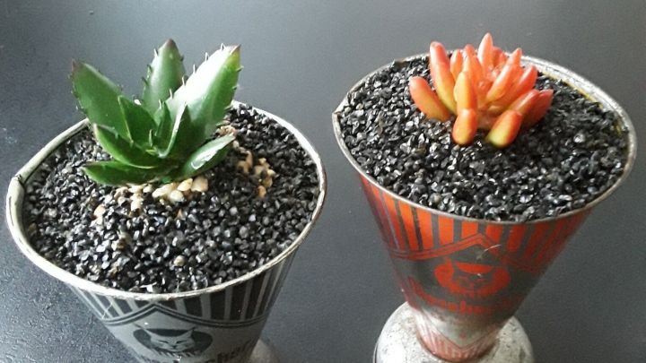 Zwei dekorative Blument&ouml;pfe mit Sukkulenten, auf einer dunklen Oberfl&auml;che, fixieren kleine Ziersteine im Erdreich.