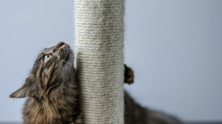 Eine Katze kratzt an einem mit Sisal umwickelten Katzenkratzbaum, w&auml;hrend sie aufmerksam nach oben schaut.
