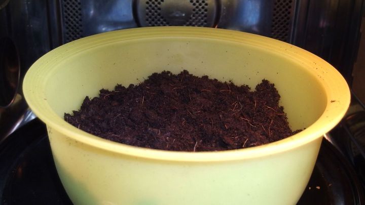 Die Erde in einer gelben Schale wird in einer Mikrowelle erhitzt.