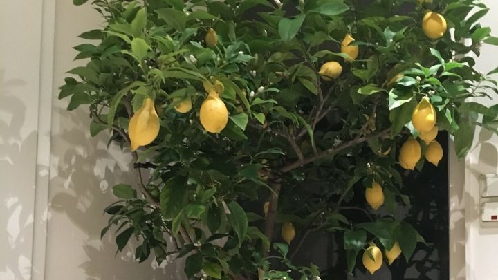 Eine gro&szlig;e Bio-Zitronenpflanze steht in einem Topf und tr&auml;gt viele leuchtend gelbe Fr&uuml;chte in einem hellen Raum.