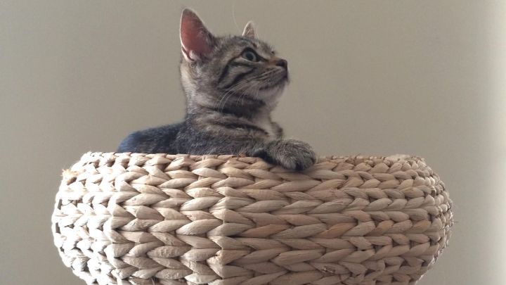 Katzen das Kratzen an Möbeln abgewöhnen Frag Mutti