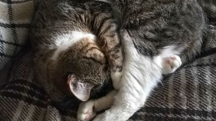 Eine &auml;ltere Katze liegt zusammengerollt auf einer warmen Decke und schl&auml;ft friedlich, was ihre H&ouml;rprobleme verdeutlicht.