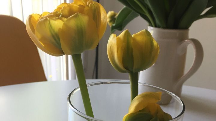 Gelbe Tulpen stehen in einer transparenten Vase mit Steinen, die auf einem Tisch in einem hellen Raum arrangiert sind.