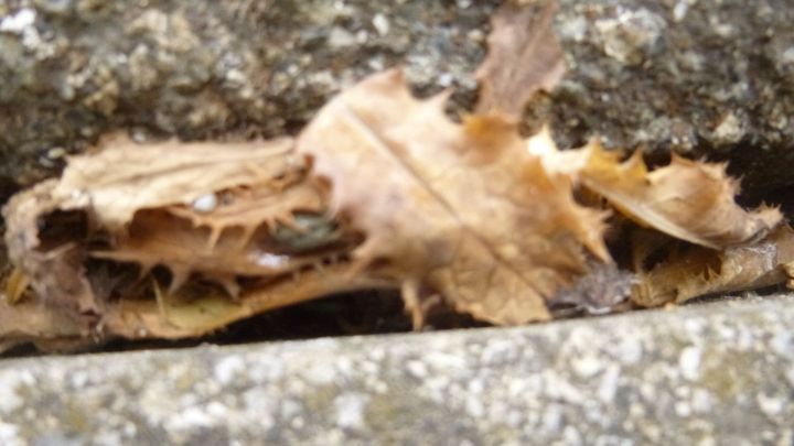 Getrocknete Bl&auml;tter liegen auf einer grauen Oberfl&auml;che, umgeben von Steinen, m&ouml;glicherweise als Unkrautkontrolle durch Kochwasser gedacht.