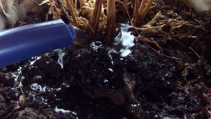 Eine blaue Gie&szlig;kanne gie&szlig;t Aquarienwasser auf die Erde um bl&uuml;hende Pflanzen, die in einem Topf stehen.