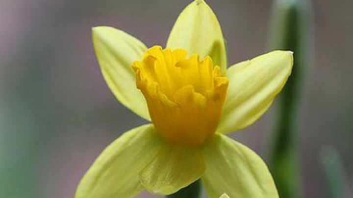 Zwei leuchtend gelbe Narzissen bl&uuml;hen vor einem unscharfen, gr&uuml;nen Hintergrund und bringen Farbe in die Umgebung.