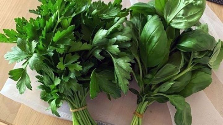 Frische Kr&auml;uter wie Petersilie und Basilikum liegen in einer T&uuml;te auf einem Tisch, bereit zum Antrocknen.