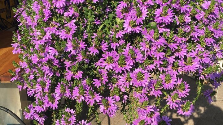 Eine h&auml;ngende Ampel mit lila Bl&uuml;ten steht &uuml;ber einem Beh&auml;lter und wird durch die Sonne beleuchtet. Sie ben&ouml;tigt Wasser.