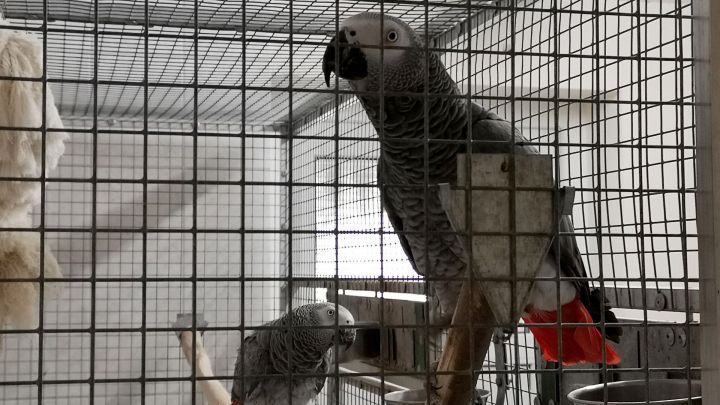 Graupapageien sitzen in einem Metallk&auml;fig auf &Auml;sten, eine hell beleuchtete, sterile Umgebung umgebend.