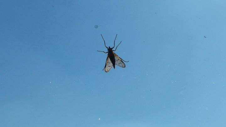 Ein Insekt schwebt vor einem blauen Himmel, w&auml;hrend es von der Umgebung in der Luft umgeben ist.