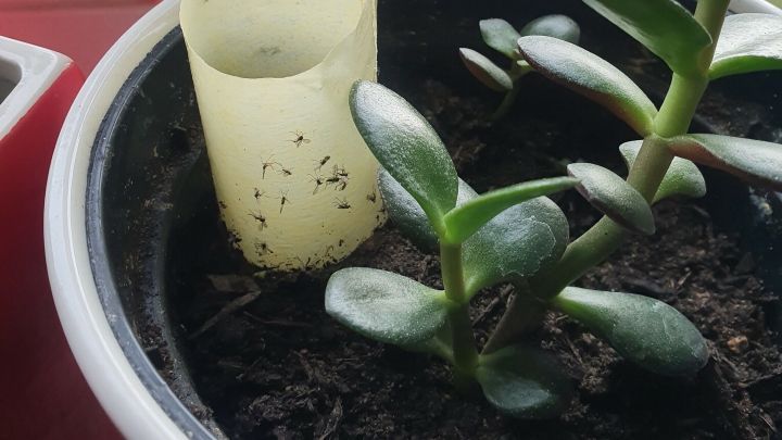 Eine gelbe Klebefalle f&uuml;r Trauerm&uuml;cken steht in einem Blumentopf neben einer saftigen Pflanze auf einem Fensterbrett.
