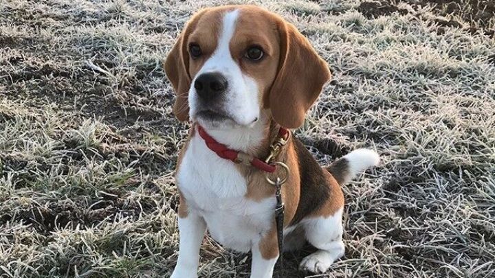 Ein Hund sitzt auf gefrorenem Gras und sieht aufmerksam in die Kamera, w&auml;hrend frostige Umgebung im Hintergrund sichtbar ist.