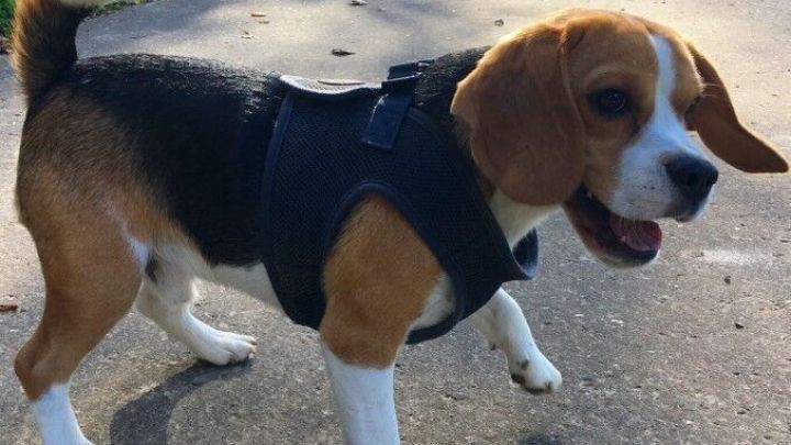 Ein Beagle l&auml;uft fr&ouml;hlich auf einem Gehweg, tr&auml;gt ein Geschirr und genie&szlig;t die frische Luft im Park.