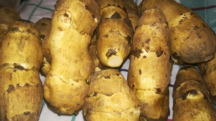 Erd&auml;pfelartige Knollen liegen auf einem karierten K&uuml;chentuch, bereit zur Verarbeitung zu Kaffee oder Mehl.