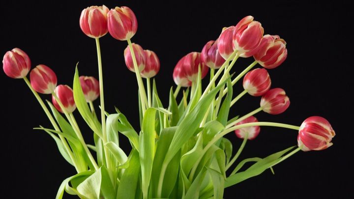Ein bl&uuml;hender Strau&szlig; rot-gestreifter Tulpen steht in einer klaren Vase, umgeben von einem schlichten schwarzen Hintergrund.