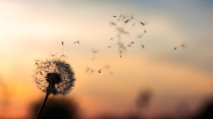 Eine Pusteblume entfaltet ihre Samen im sanften Wind bei Sonnenuntergang, symbolisiert bewussten Verzicht in der Natur.
