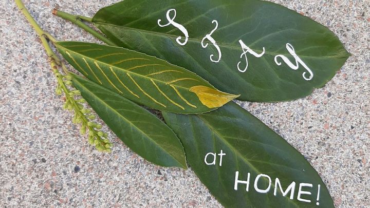 Gr&uuml;ne Bl&auml;tter liegen auf sandigem Untergrund mit der Botschaft &bdquo;Stay at HOME&ldquo; zur Aufforderung, zu Hause zu bleiben.