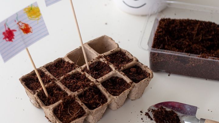 Keimlingst&ouml;pfe sind mit Erde bef&uuml;llt, w&auml;hrend kleine Pflanzenschilder beschriftet in einer hellen Umgebung stehen.