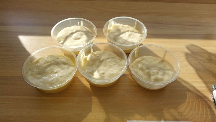 F&uuml;nf Schalen mit Hefemischung stehen in sonnigem Licht auf einem Holztablett, bereit zur Vermehrung.