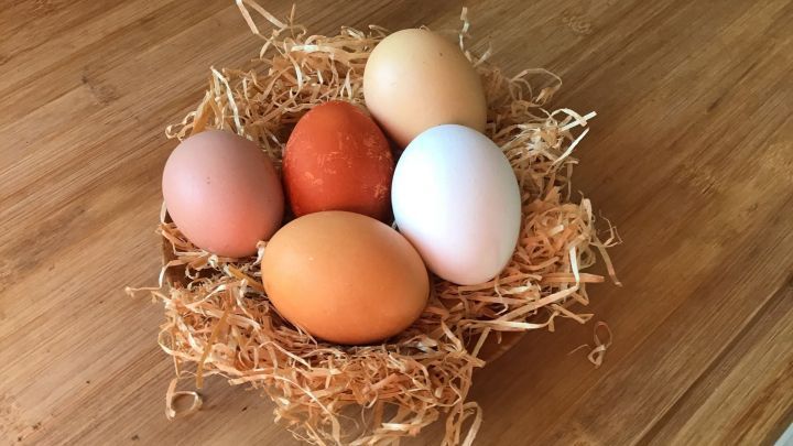 In einem Nest aus Stroh liegen f&uuml;nf Ostereier in verschiedenen Farbt&ouml;nen, bereit zum F&auml;rben mit Zwiebelschalen.