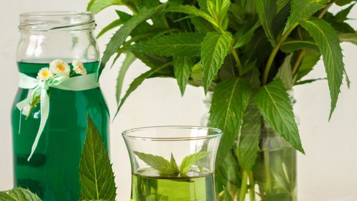 Frische Minze steht neben einem Glas und einer Flasche mit Minze-Konzentrat auf einem Holzbrett.