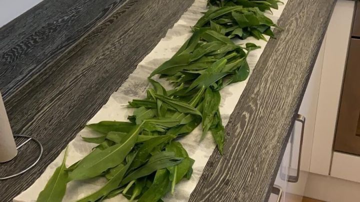 Frisch gepfl&uuml;ckter B&auml;rlauch liegt auf einem K&uuml;chentuch, w&auml;hrend er zum Frischhalten vorbereitet wird.